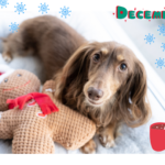 CMA Donates 2024 Charity Pet Calendars to Humane Society 11