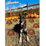 CMA Donates 2024 Charity Pet Calendars to Humane Society 5